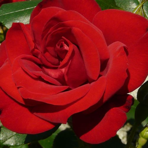 Rosa Ena Harkness™ - rosa de fragancia intensa - Árbol de Rosas Híbrido de Té - rosal de pie alto - rojo - Albert Norman- forma de corona de tallo recto - Rosal de árbol con forma de flor típico de las rosas de corte clásico.